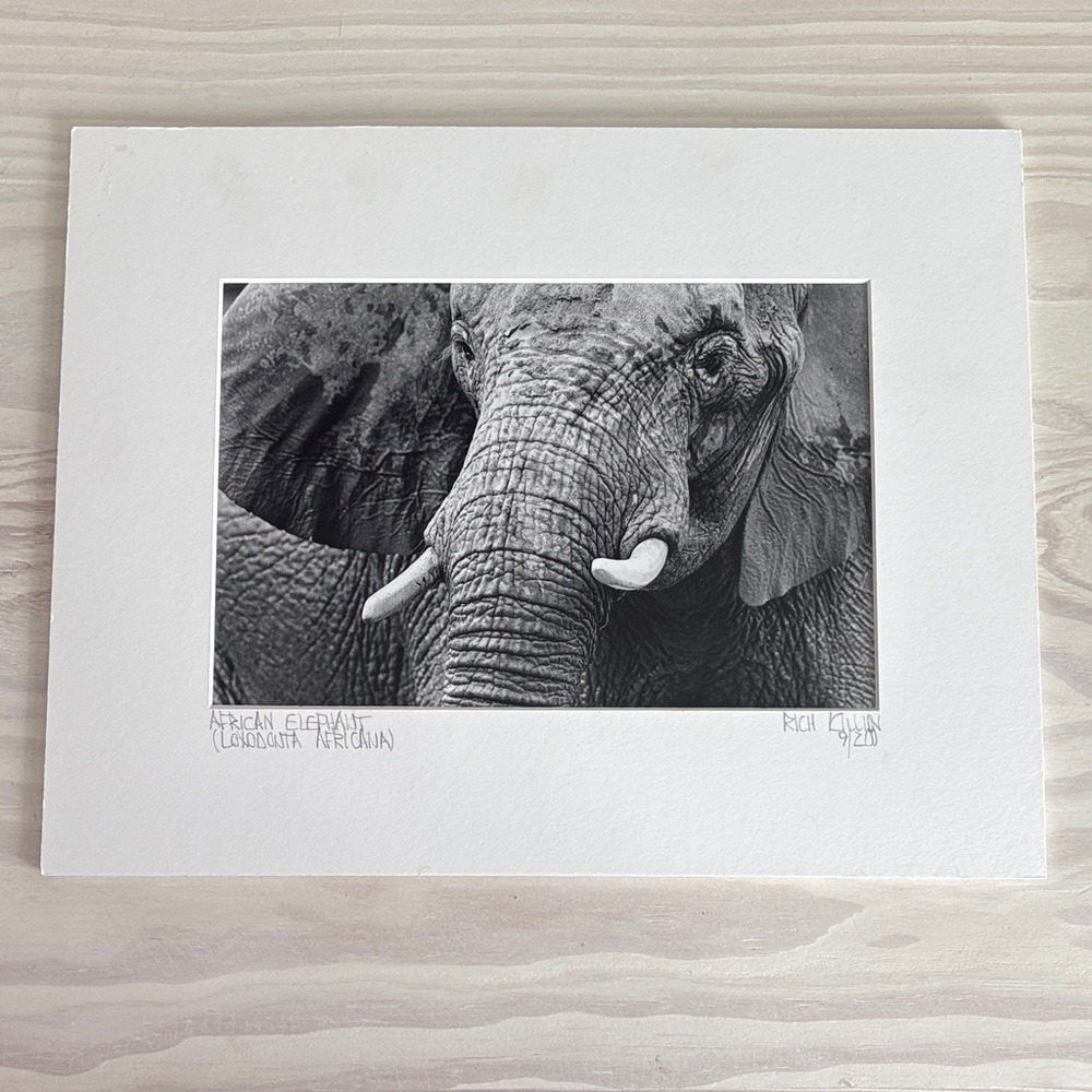 African‎ Elephant Numbered & Matted Art Print in Black & White by Rich Killion